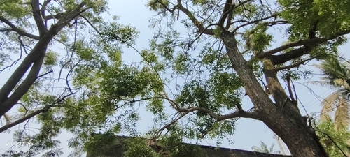 Neem