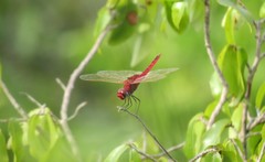 Urothemis assignata