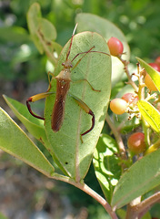 Hyalymenus longispinus