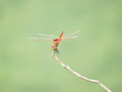 Urothemis assignata