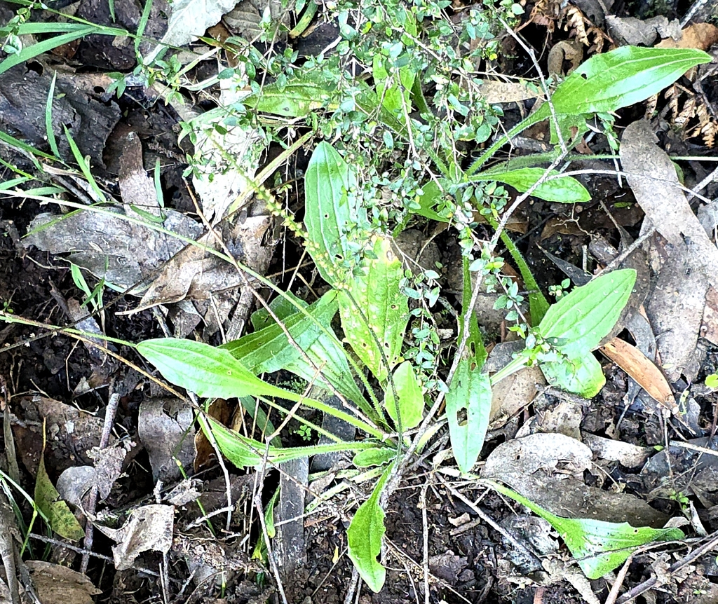 Plantago debilis; photograph (c) Ian Rainbow, some rights reserved (CC BY)