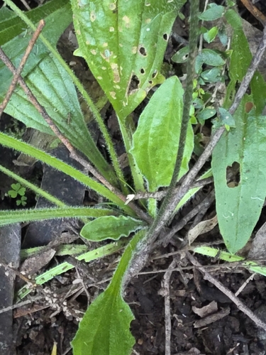 Plantago debilis, photograph 4
