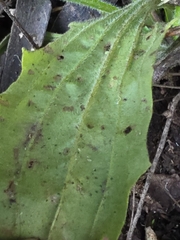 (c) Ian Rainbow, some rights reserved (CC BY) Plantago debilis, photograph (c) Ian Rainbow, some rights reserved (CC BY)
