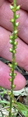 Plantago debilis, photograph (c) Ian Rainbow, some rights reserved (CC BY)