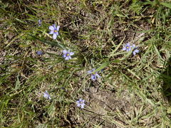 Sisyrinchium pruinosum