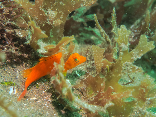 Cirrhitichthys aureus