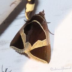 Fodina stola