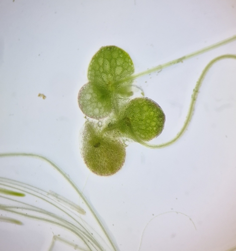 Lemna gibba iNat (2)