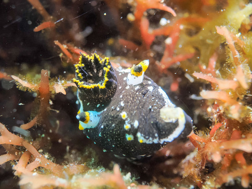 Polycera hedgpethi