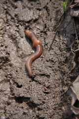 Lumbricus terrestris terrestris