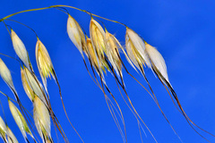 Avena sterilis