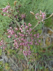 Lomatium columbianum
