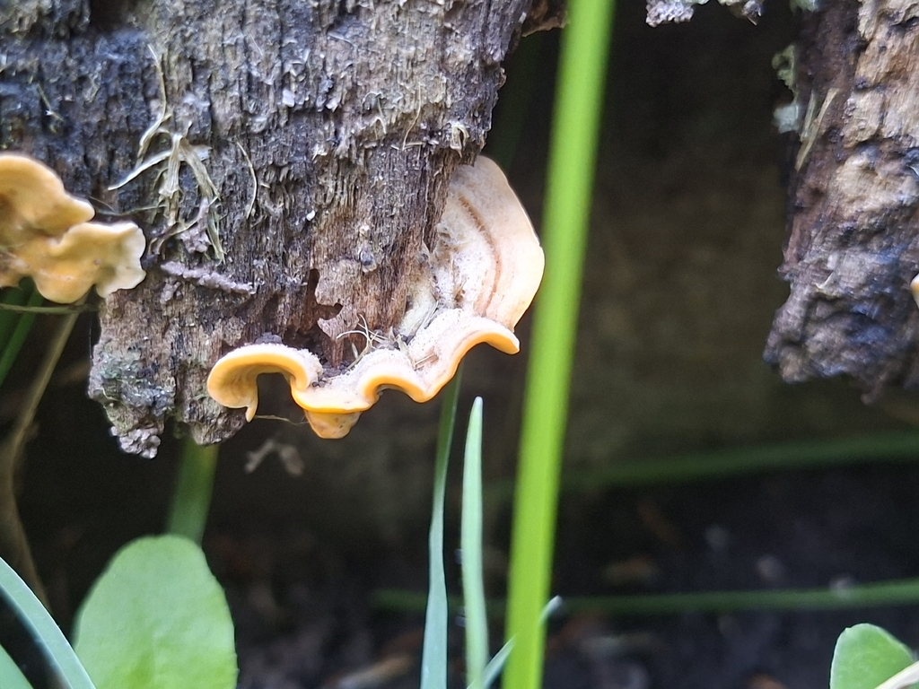 Stereum hirsutum · April 2026 · photo: © luis_veliz (iNaturalist, cc0)