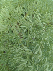 Lomatium columbianum