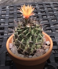 Hamatocactus