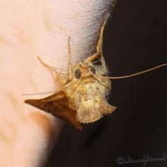 Thysanoplusia orichalcea