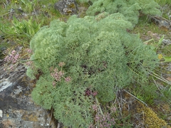 Lomatium columbianum