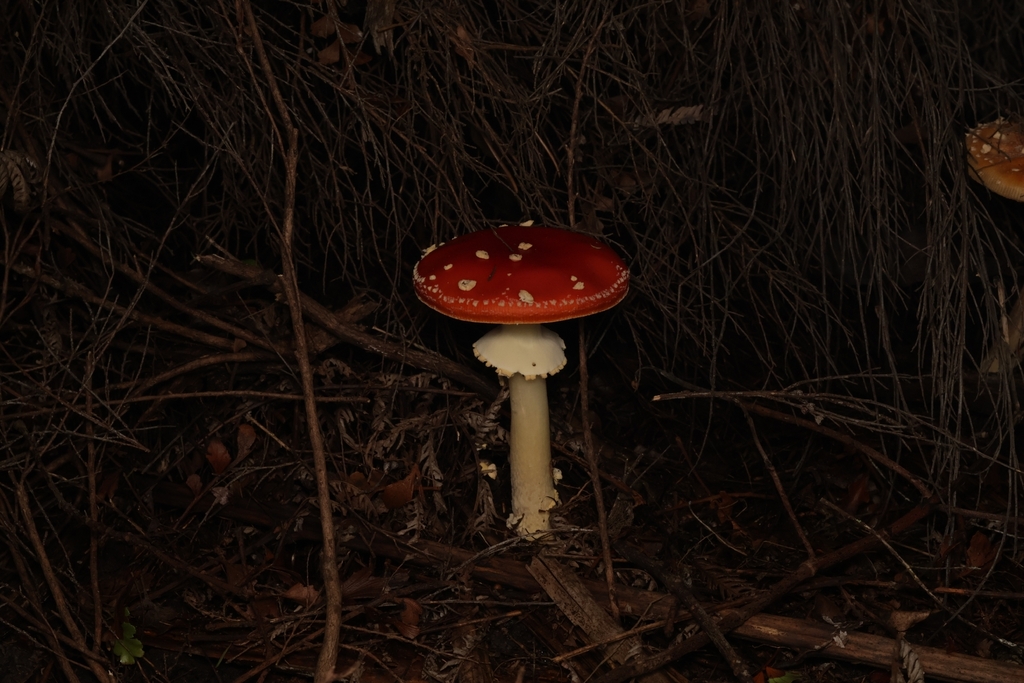 Amanita muscaria · April 2026 · photo: © andrianl (iNaturalist, cc-by)