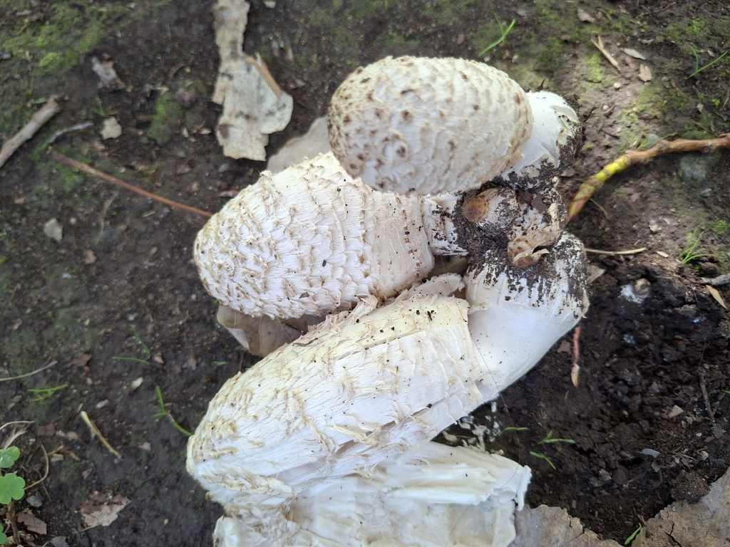 Coprinus comatus · April 2026 · photo: © luis_veliz (iNaturalist, cc0)