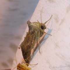 Thysanoplusia orichalcea