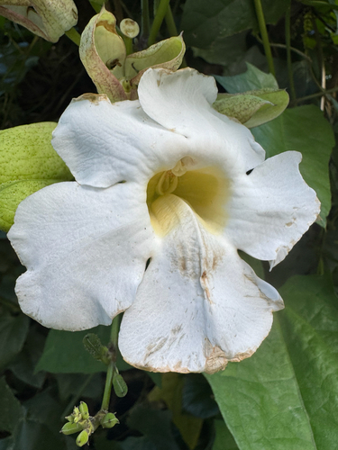 Thunbergia grandiflora observed 2026-04-25