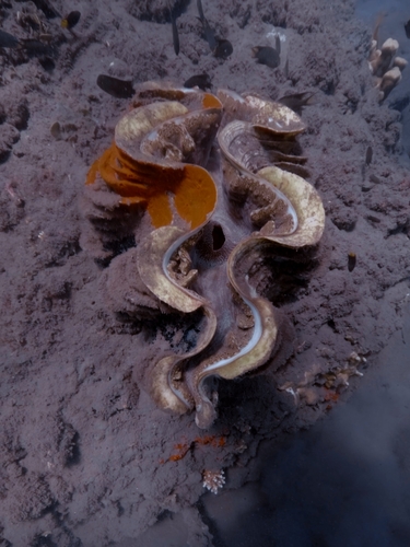 Fluted Giant Clam