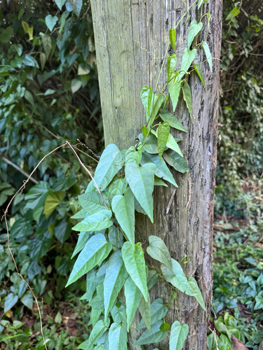 Cissus, 2026-04-25