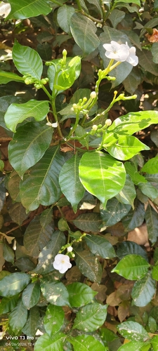 Crepe Jasmine