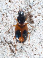 Badister elegans