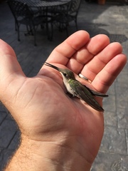 Archilochus colubris