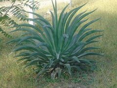 Agave desmettiana