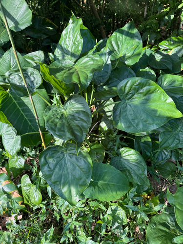 Alocasia cucullata observed 2026-04-25