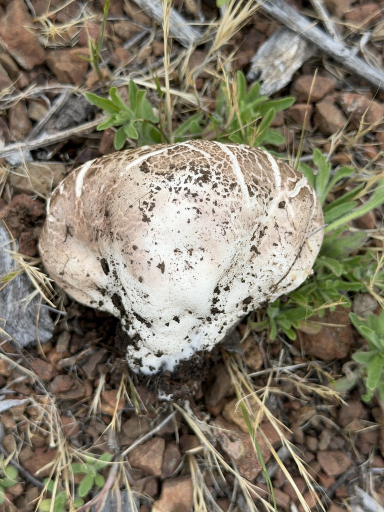 Calvatia booniana · April 2026 · photo: © aheyman1 (iNaturalist, cc0)