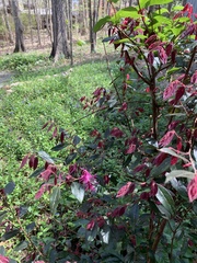 Loropetalum