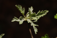 Podosphaera clandestina