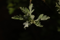 Podosphaera clandestina