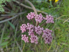 Lomatium columbianum