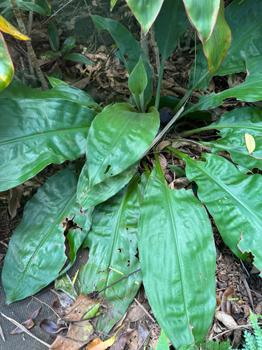 Palisota bracteosa observed 2026-04-25
