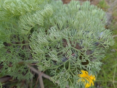 Lomatium columbianum