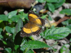Junonia terea terea