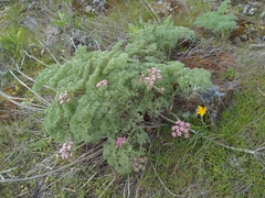 Lomatium columbianum