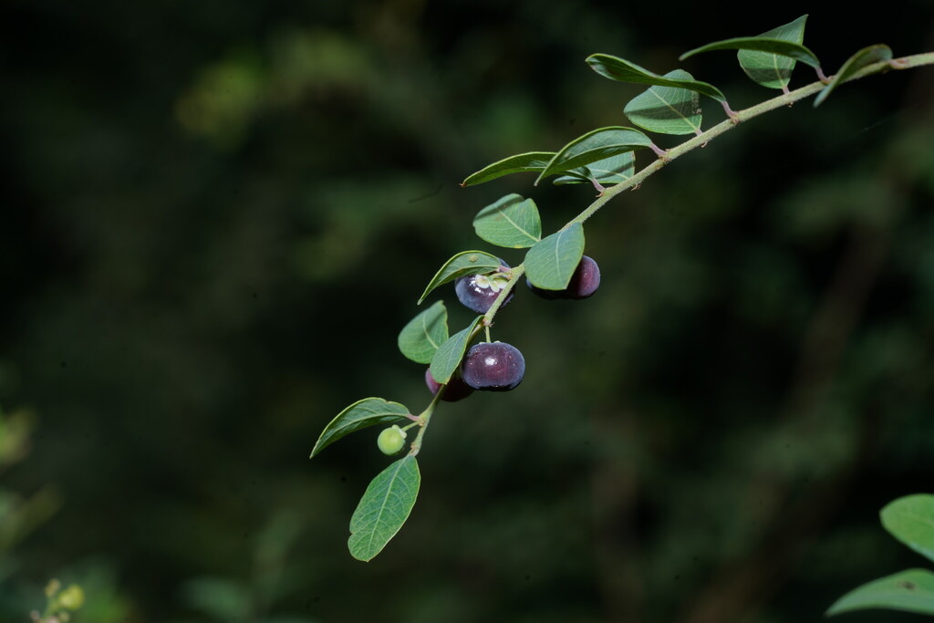 Phyllanthus niruri; photograph (c) swanand kesari, some rights reserved (CC BY)