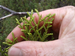 Lepidothamnus intermedius