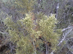 Lepidothamnus intermedius