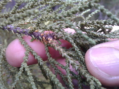 Lepidothamnus intermedius