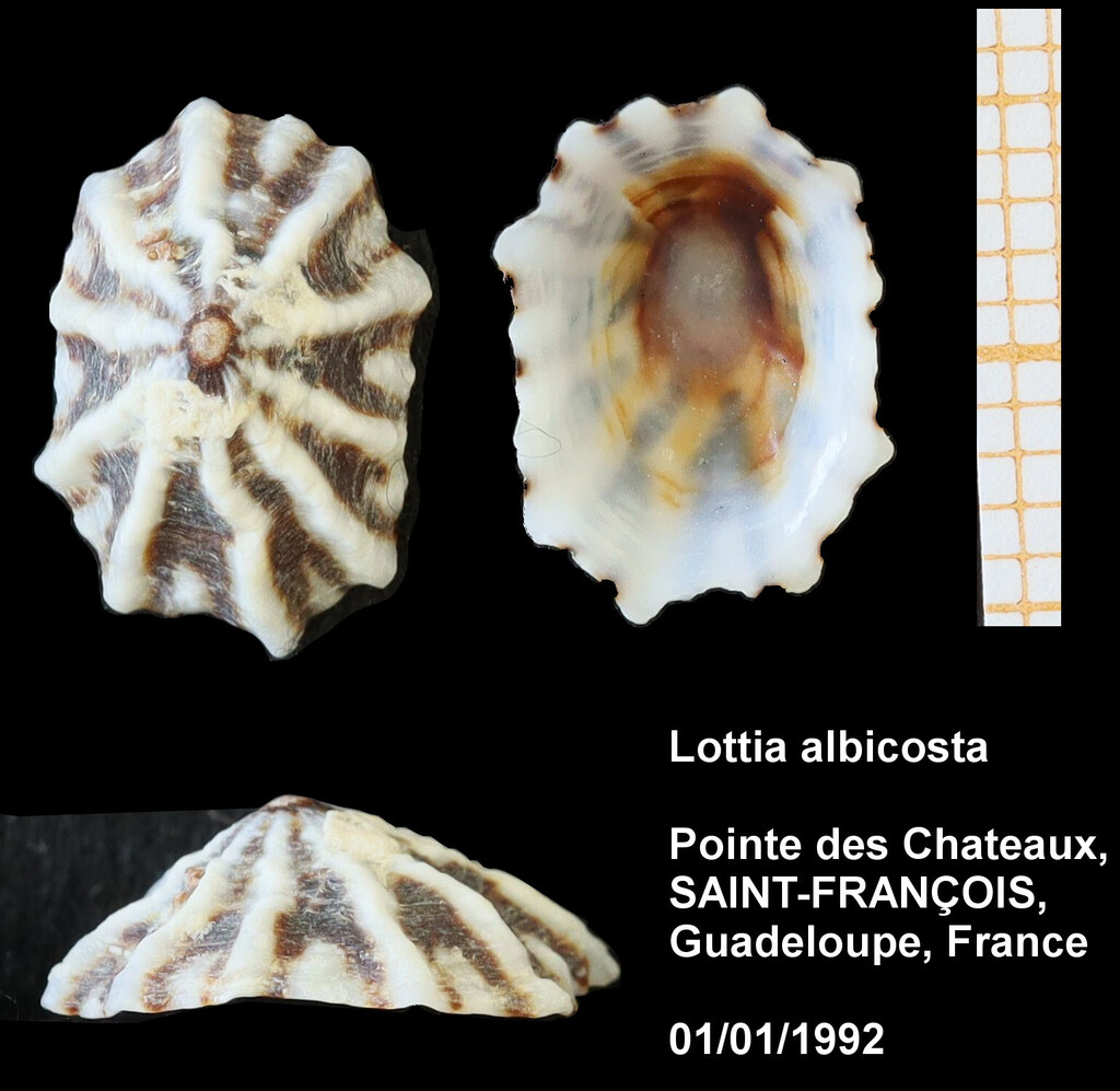 Lottia albicosta