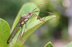 Hyalymenus longispinus