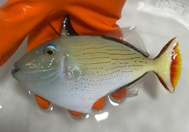 Lima Triggerfish (Xanthichthys lineopunctatus)