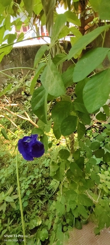 Blue Pea