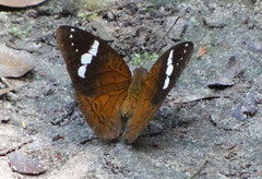 Euriphene